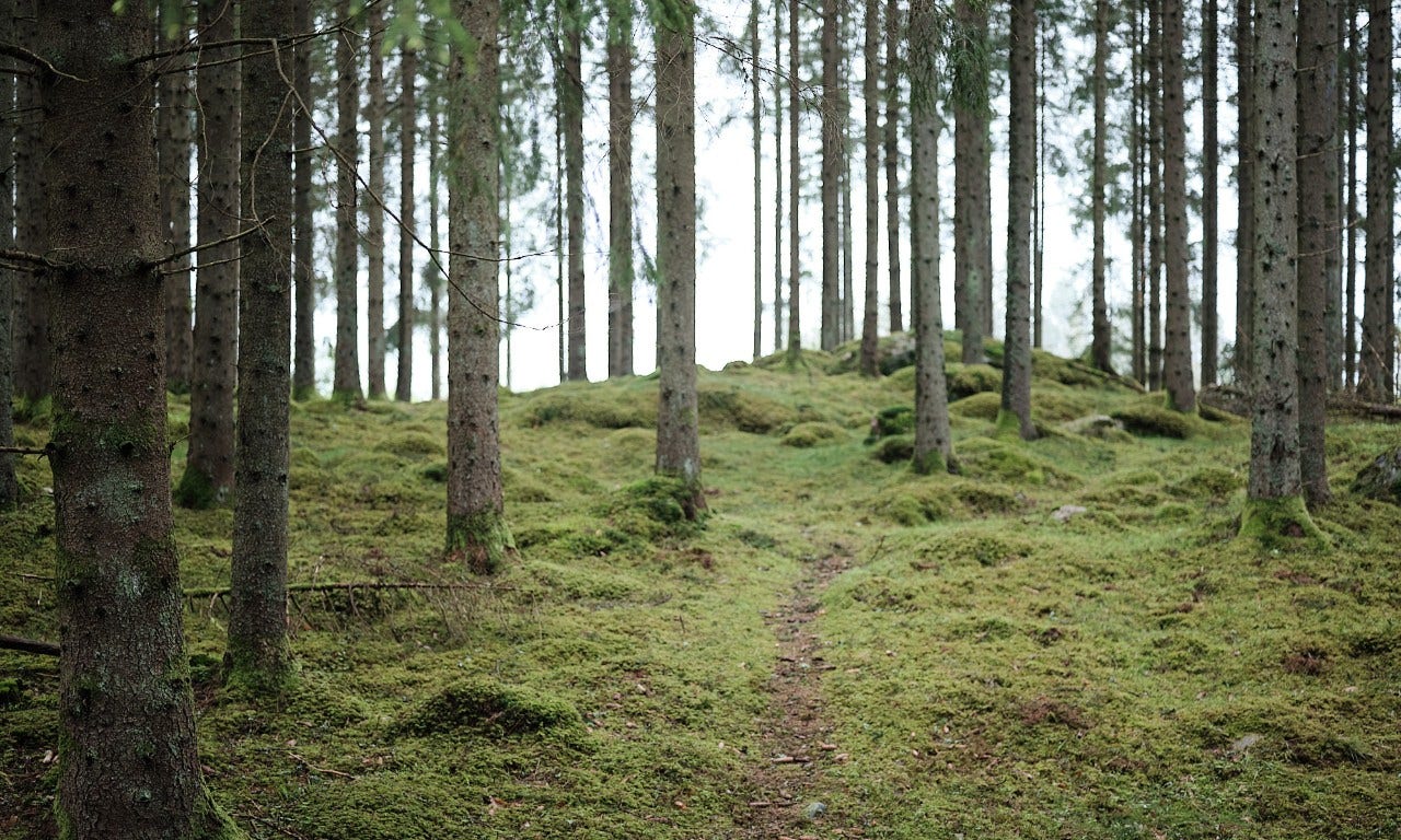 Miljöbild skog