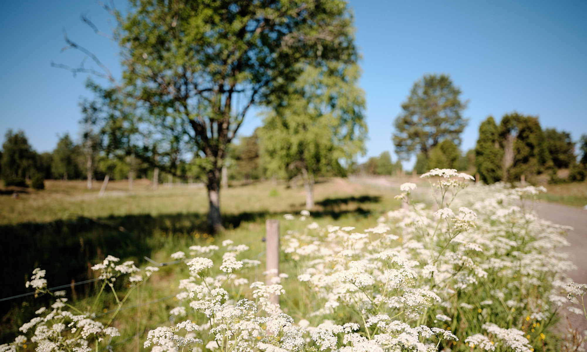 Miljöbild natur och grönska